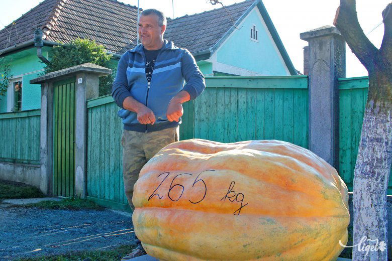 A 337 centiméter kerületű, 265 kilós példány fél év alatt nőtt ekkorára •  Fotó: Haáz Vince