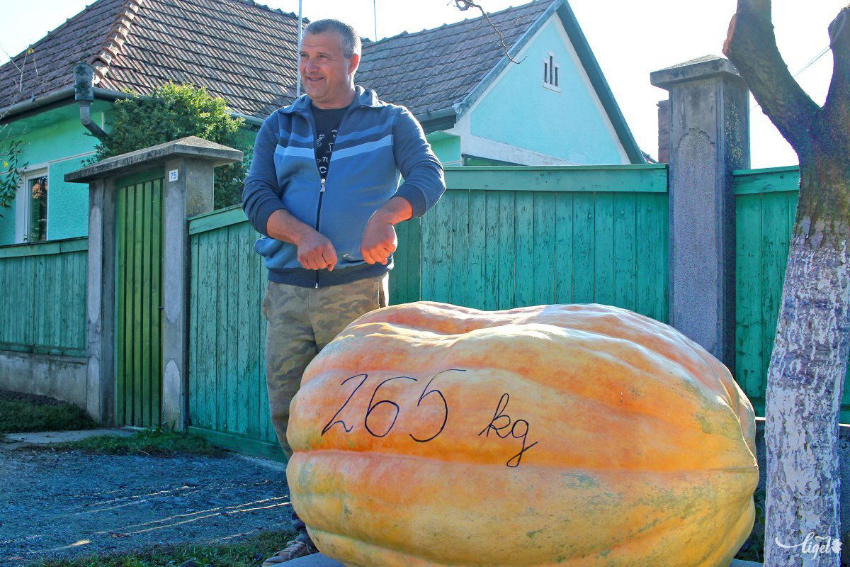 A 337 centiméter kerületű, 265 kilós példány fél év alatt nőtt ekkorára •  Fotó: Haáz Vince