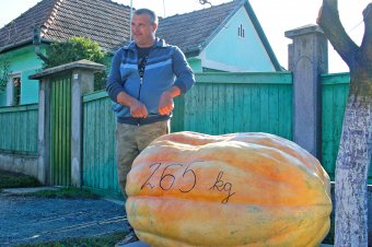 Mázsás turistacsalogató: szereti a Nyárád partját a belga tök