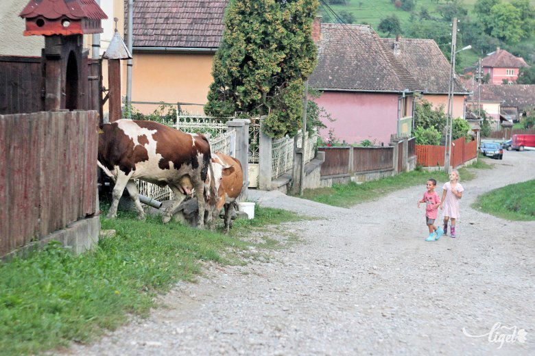 Itthon bővül már a szarvasmarha-állomány •  Fotó: Haáz Vince