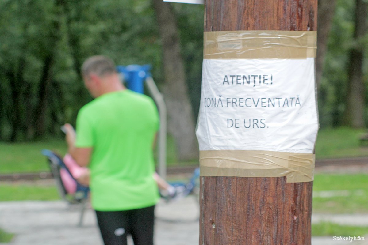 A túrázók hetente jelzik, hogy medvét láttak •  Fotó: Haáz Vince