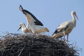 Gólyák testközelben: látványos a gyűrűzési akció