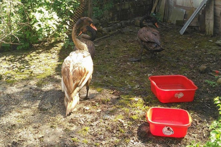 Az éjszaka leple alatt „visszacsempészték” a hattyúkat