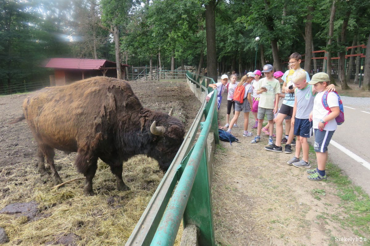 Az állatok nevét, élőhelyét, szokásait románul is elismételték &bullet;  Fotó: Antal Erika