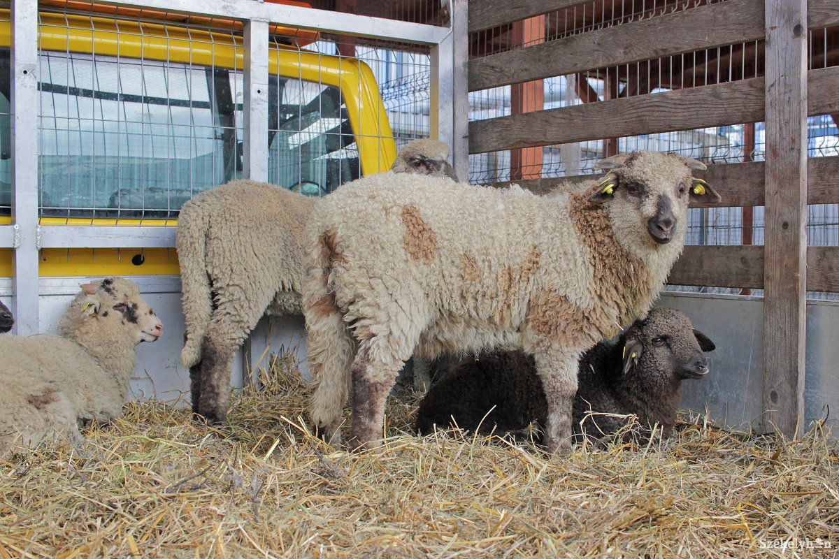 Élősúlyban 12-13 lej a bárány. Vágás után 11-12 kilogramm marad belőle •  Fotó: Haáz Vince