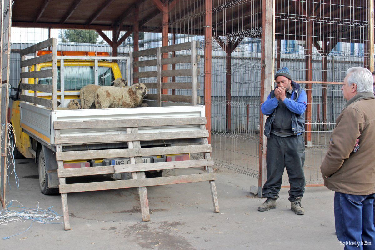 •  Fotó: Haáz Vince