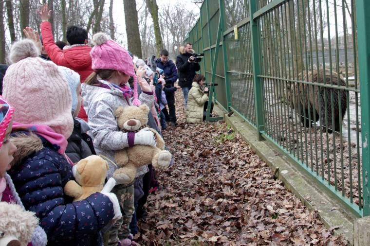 A medvék megjósolták, mikor jön a tavasz