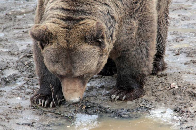 A medvetámadások sérültjeinek is lehetőséget biztosítanának arra, hogy kártérítést igényeljenek