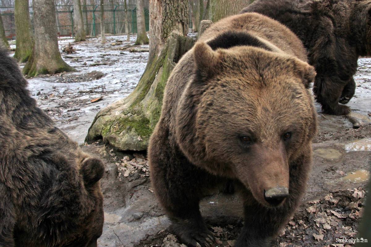 •  Fotó: Haáz Vince