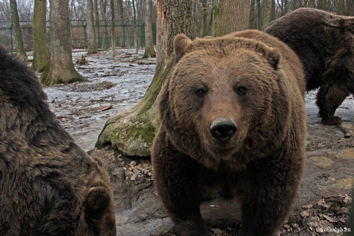•  Fotó: Haáz Vince