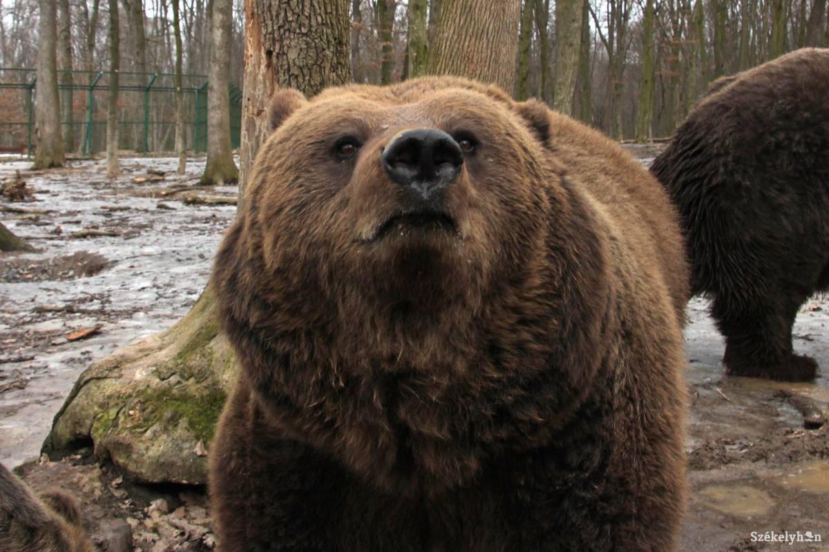 •  Fotó: Haáz Vince