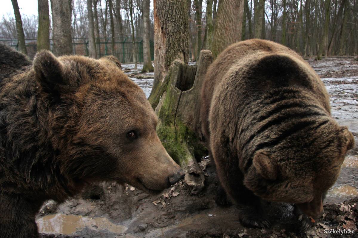 •  Fotó: Haáz Vince