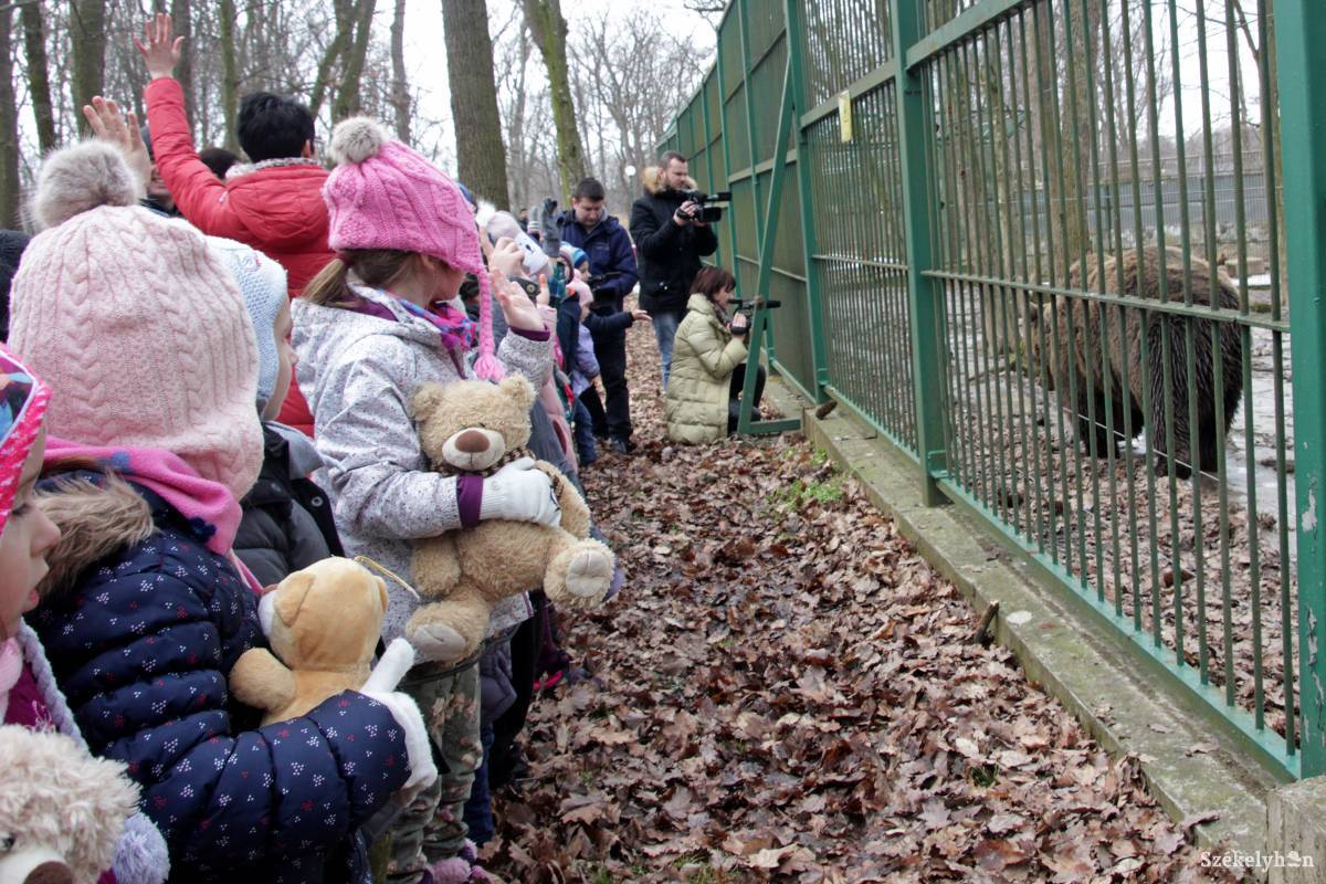 Jó program lehet a gyerekeknek a medvék látogatása •  Fotó: Haáz Vince