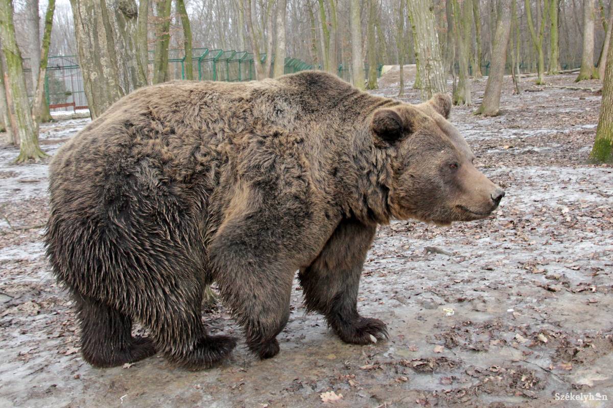 •  Fotó: Haáz Vince