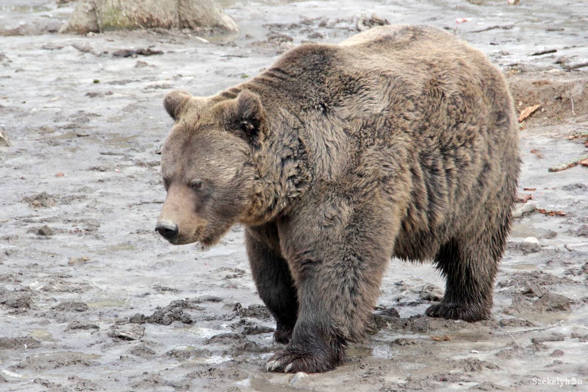 •  Fotó: Haáz Vince