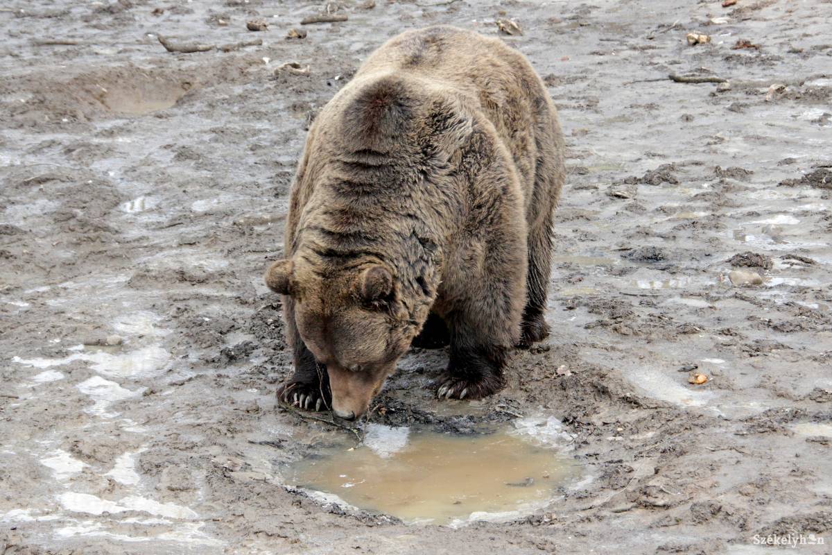 •  Fotó: Haáz Vince