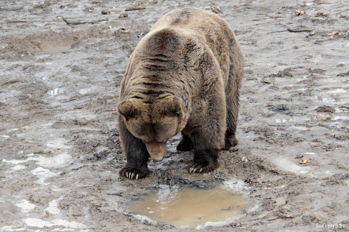 •  Fotó: Haáz Vince