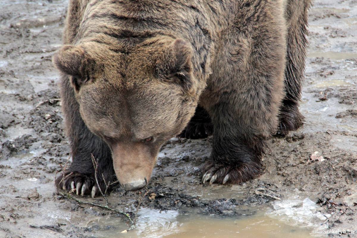 •  Fotó: Haáz Vince