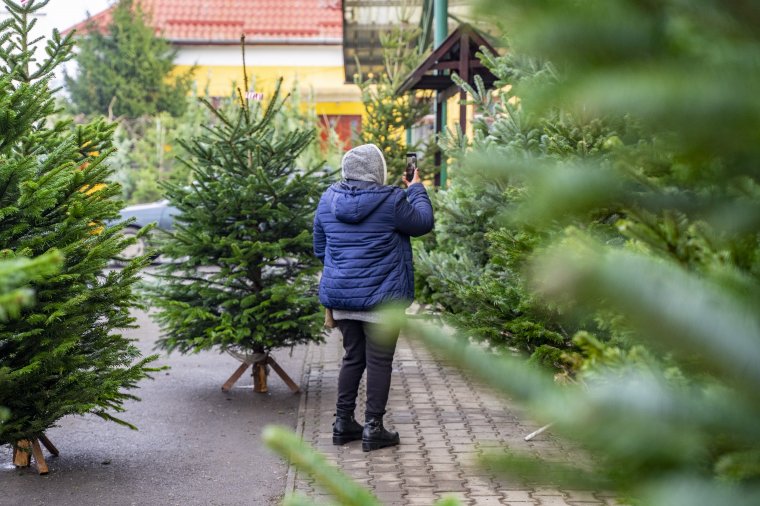 Lehet már alkudozni a fenyőfára a marosvásárhelyi nagypiacon
