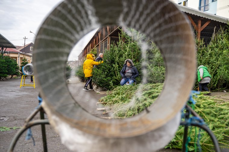 Van már választék, meg lehet találni a legszebb fenyőt