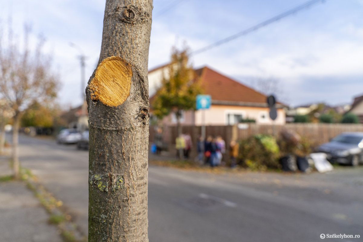 Csonkítás vagy metszés? •  Fotó: Haáz Vince
