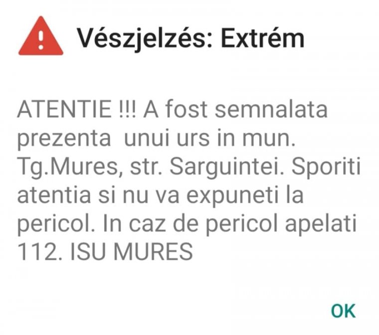 Ismét medvét láttak Marosvásárhelyen