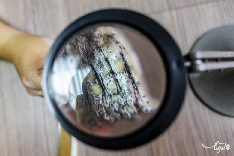 Nagyító alatt inkább hasonlít egy fogra •  Fotó: Haáz Vince