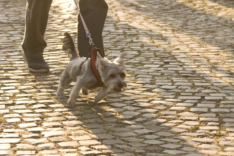 Van, amikor csak pénzért szolgáltatják vissza a gazdájuktól elkóborolt kutyákat