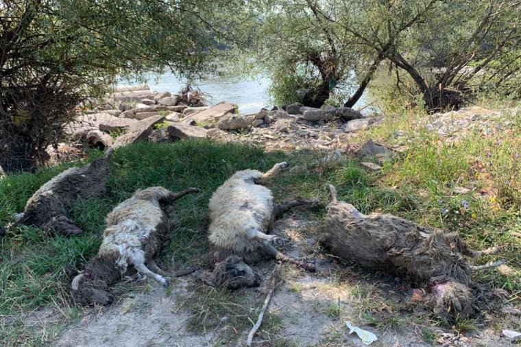 Folyóvízbe dobták az elhullott haszonállatokat