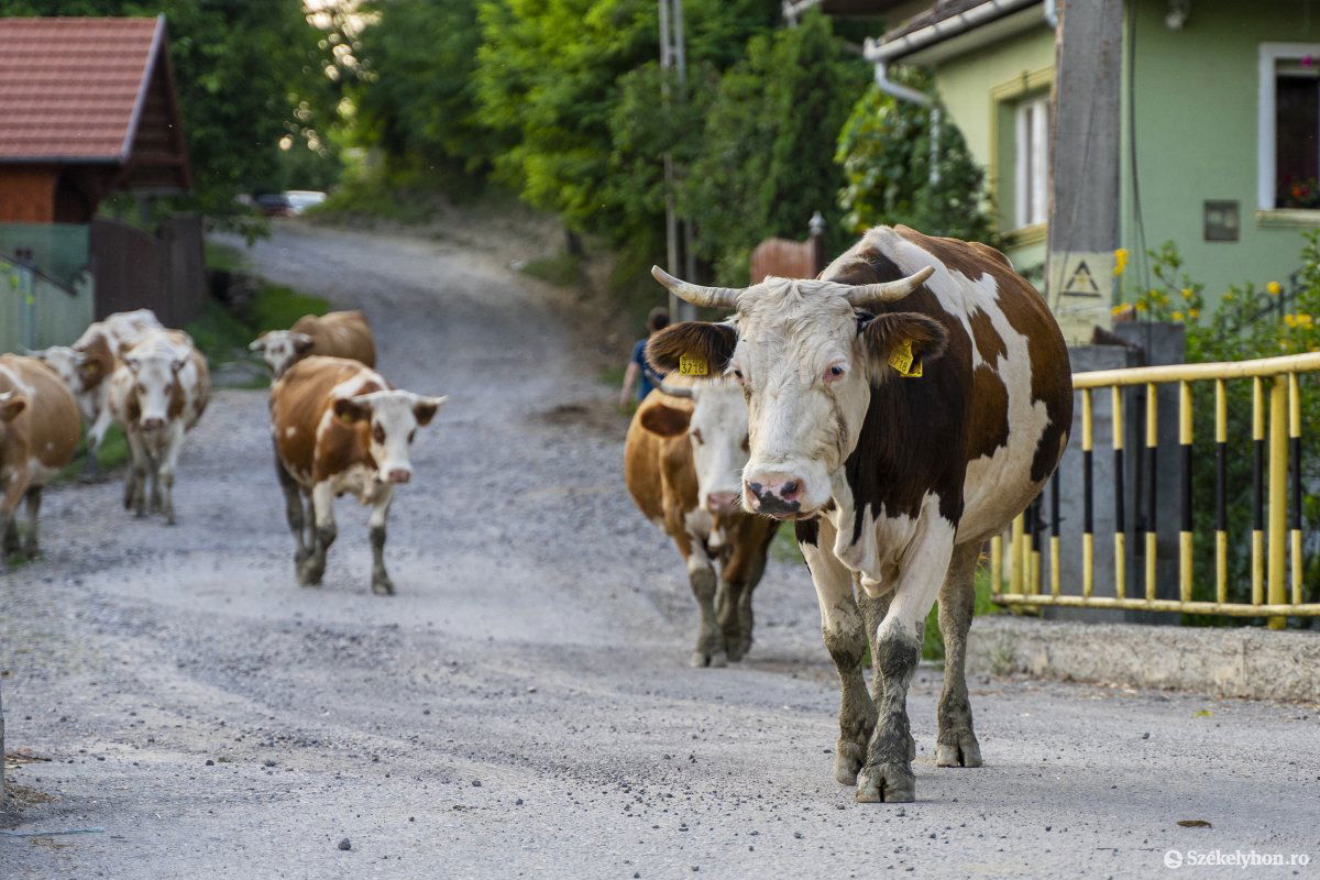Hazajáró csorda. A járványhelyzet miatt válságenyhítési támogatást kaphatnak a szarvasmarha-tenyésztők •  Fotó: Haáz Vince