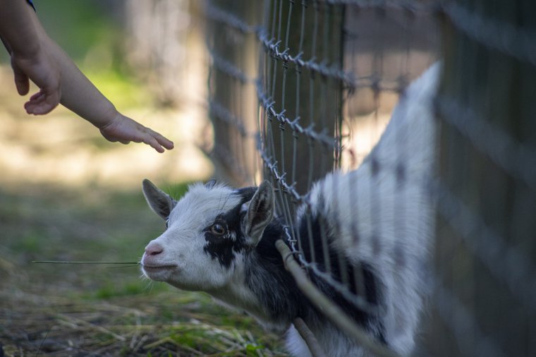 Rengeteg terve van az új igazgatónak a vásárhelyi állatkert fejlesztését illetően