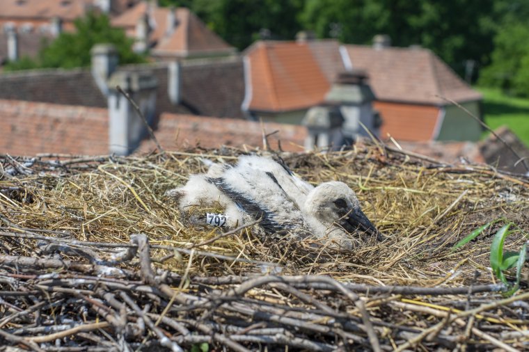 Székelyföld: a gólyák inkább Hargita megyében fészkelnek
