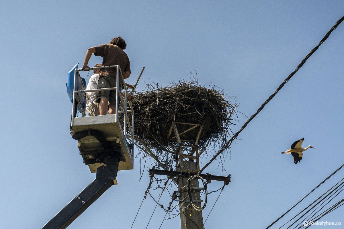 Miközben a gyűrűzés folyik, a fészek felett köröz a felnőtt gólya •  Fotó: Haáz Vince