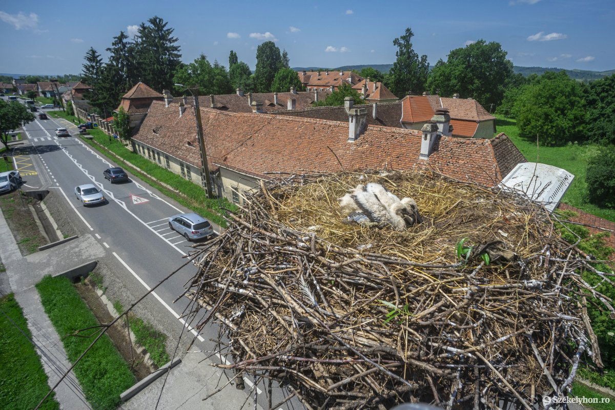 A Milvus szakemberei minden évben meggyűrűzik a gólyákat. Archív •  Fotó: Haáz Vince