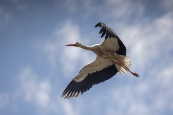 Több gólyát gyógyítottak meg és engedtek szabadon