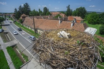 Csütörtöktől már nem lehet online követni a sáromberki gólyák életét