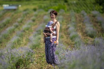 Levendulalázban: a közösségépítő gyógynövény