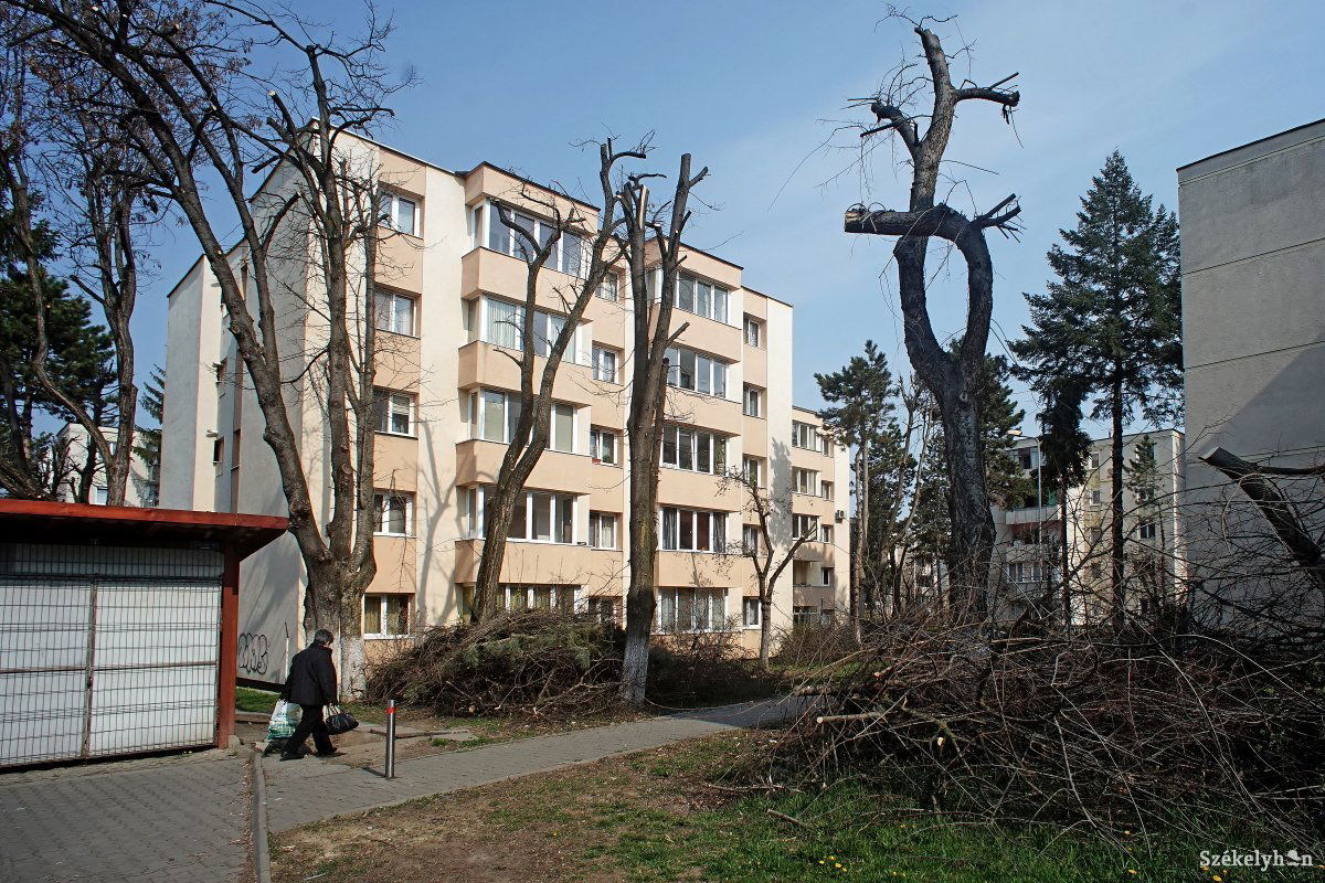 A korábbi években a meggyesfalvi negyedben is nyestek meg fákat. Archív •  Fotó: Haáz Vince