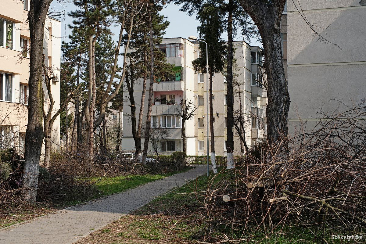 Remélhetőleg nem maradnak ott az ágak •  Fotó: Haáz Vince