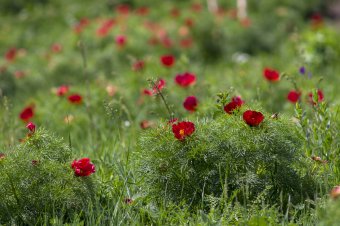 Nyílnak a bazsarózsák a mezőzáhi rezervátumban, fesztiválra várják a vadvirágok szerelmeseit