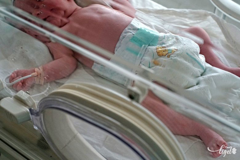 Sokan életük első időszakát inkubátorban töltik. Képünk illusztráció •  Fotó: Haáz Vince