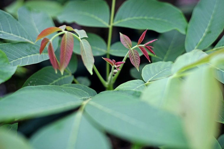 A Margit-napi eső rossz diótermést ígér
