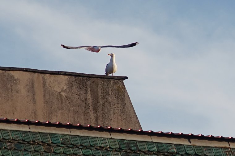 Autók közül mentették ki a sirályfiókákat
