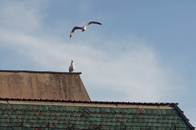 A sirályok már visszatértek Marosvásárhelyre, hamarosan a gólyák is megérkeznek
