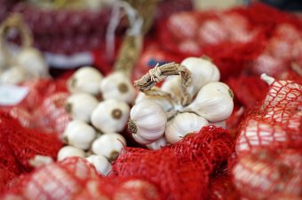 Eurómilliókat különített el a kormány a fokhagymatermesztők támogatására