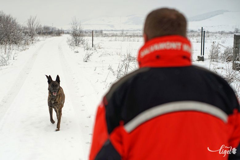 Egy füttyszóra bárhonnan visszatér a gazdihoz •  Fotó: Haáz Vince