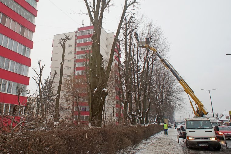 „Totemoszlopokká” csonkítják a fákat