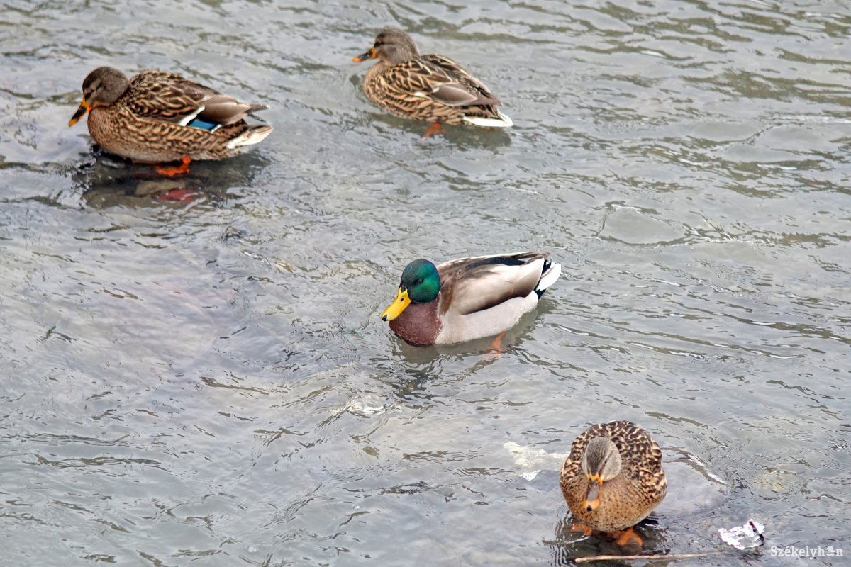 Csendes idény. Nem vadászható többek között a vadkacsa sem •  Fotó: Haáz Vince