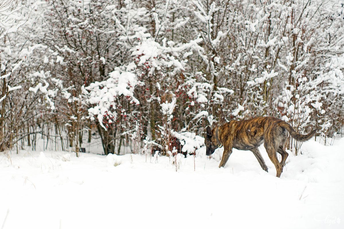 Nyomkereső kutyákkal is keresték a kisfiút. Képünk illusztráció &bullet;  Fotó: Haáz Vince
