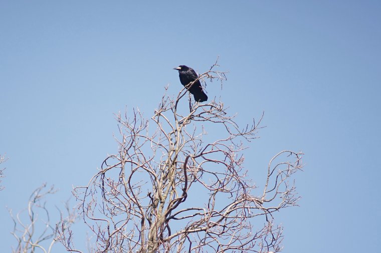 Újabb 25 madárfaj menekül meg a vadászattól